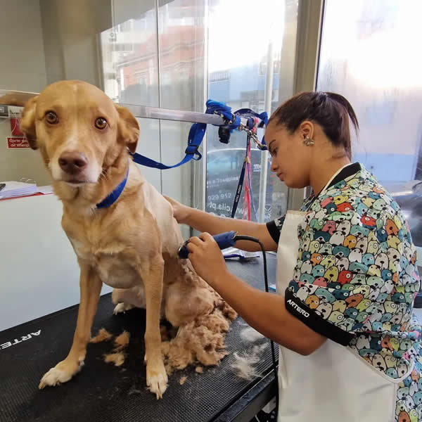 Salao Curso praticos Banhos e Tosquias